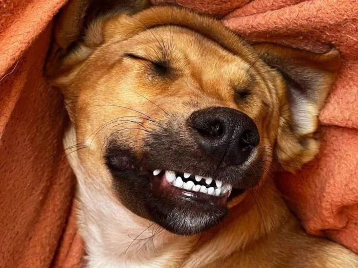 Cachorro ra a SRD-ViraLata idade 4 anos nome Gibson