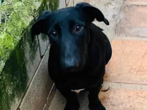 Cachorro raça SRD-ViraLata idade 1 ano nome Paçoca 