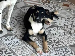 Cachorro raça SRD-ViraLata idade 1 ano nome Bruna