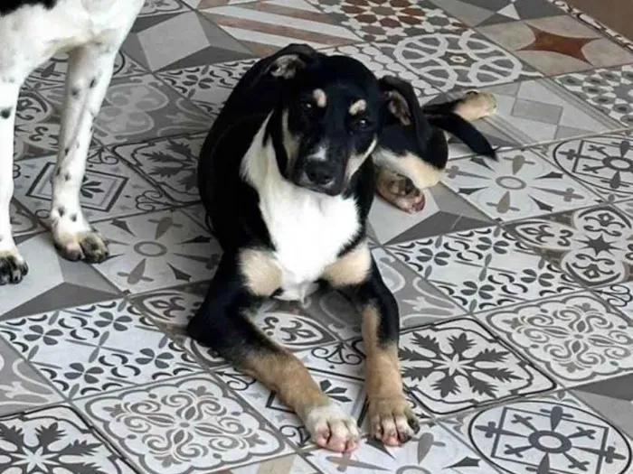 Cachorro ra a SRD-ViraLata idade 1 ano nome Bruna
