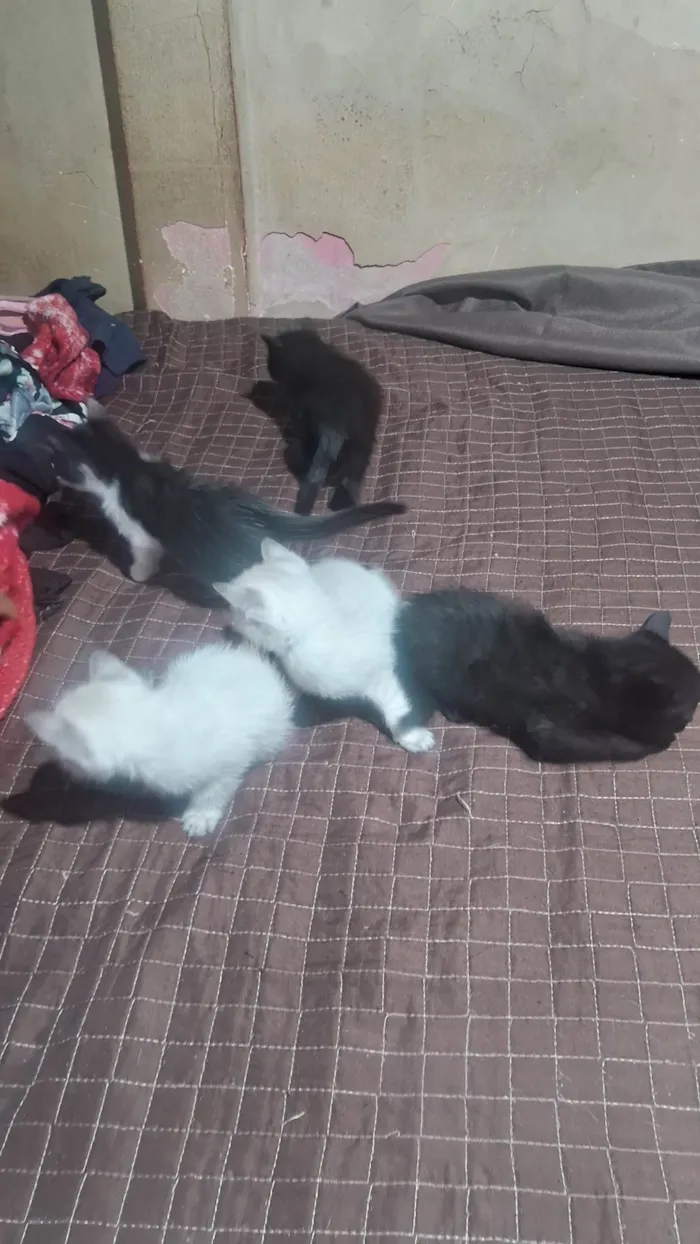 Gato ra a SRD-ViraLata idade 2 a 6 meses nome Nao tem nome 
