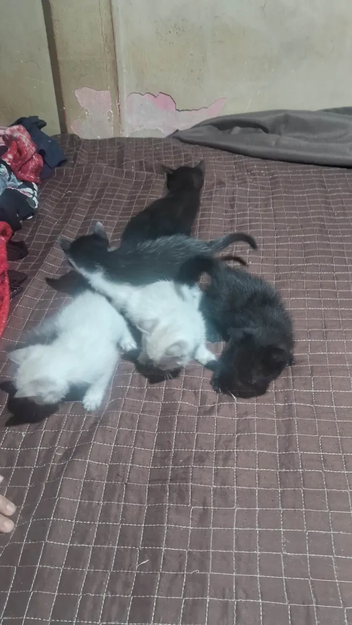 Gato ra a SRD-ViraLata idade 2 a 6 meses nome Nao tem nome 