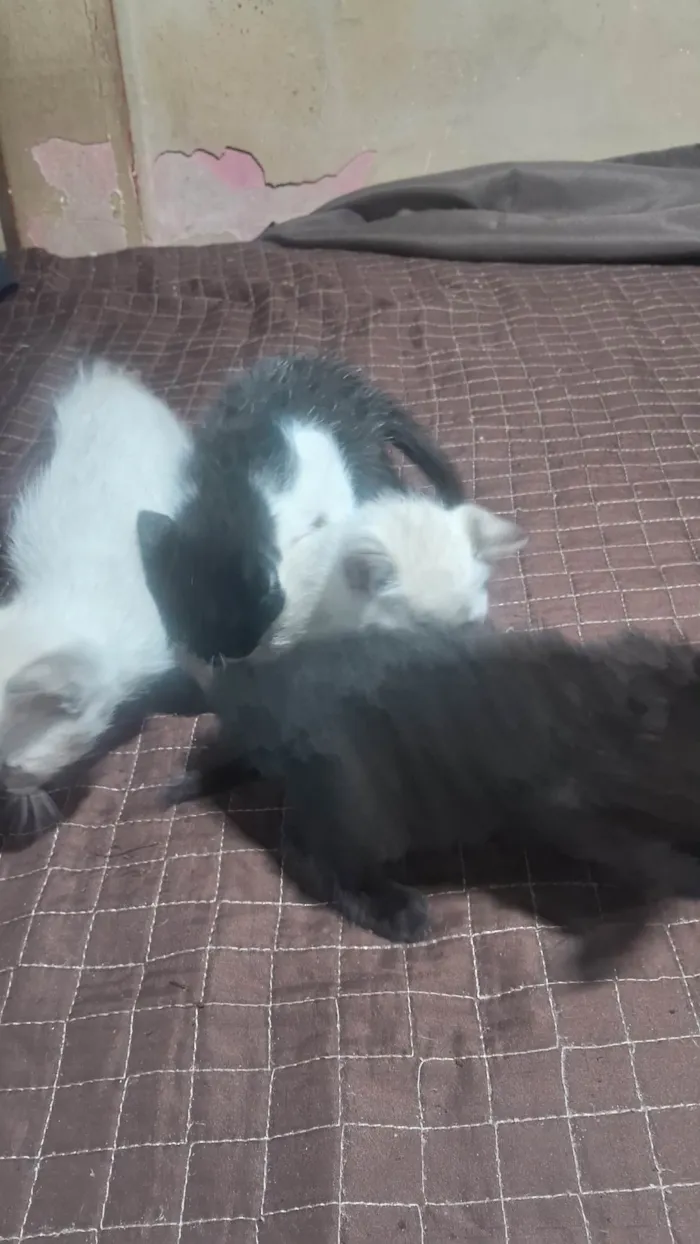 Gato ra a SRD-ViraLata idade 2 a 6 meses nome Nao tem nome 