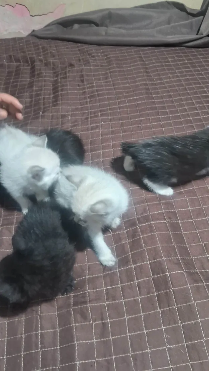 Gato ra a SRD-ViraLata idade 2 a 6 meses nome Nao tem nome 