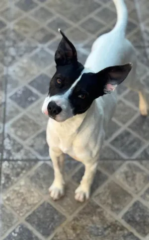 Cachorro raça SRD-ViraLata idade 7 a 11 meses nome Milo