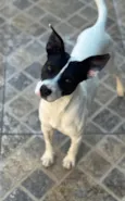 Milo