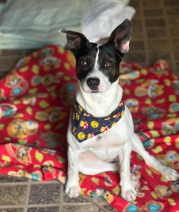 Cachorro ra a SRD-ViraLata idade 7 a 11 meses nome Milo