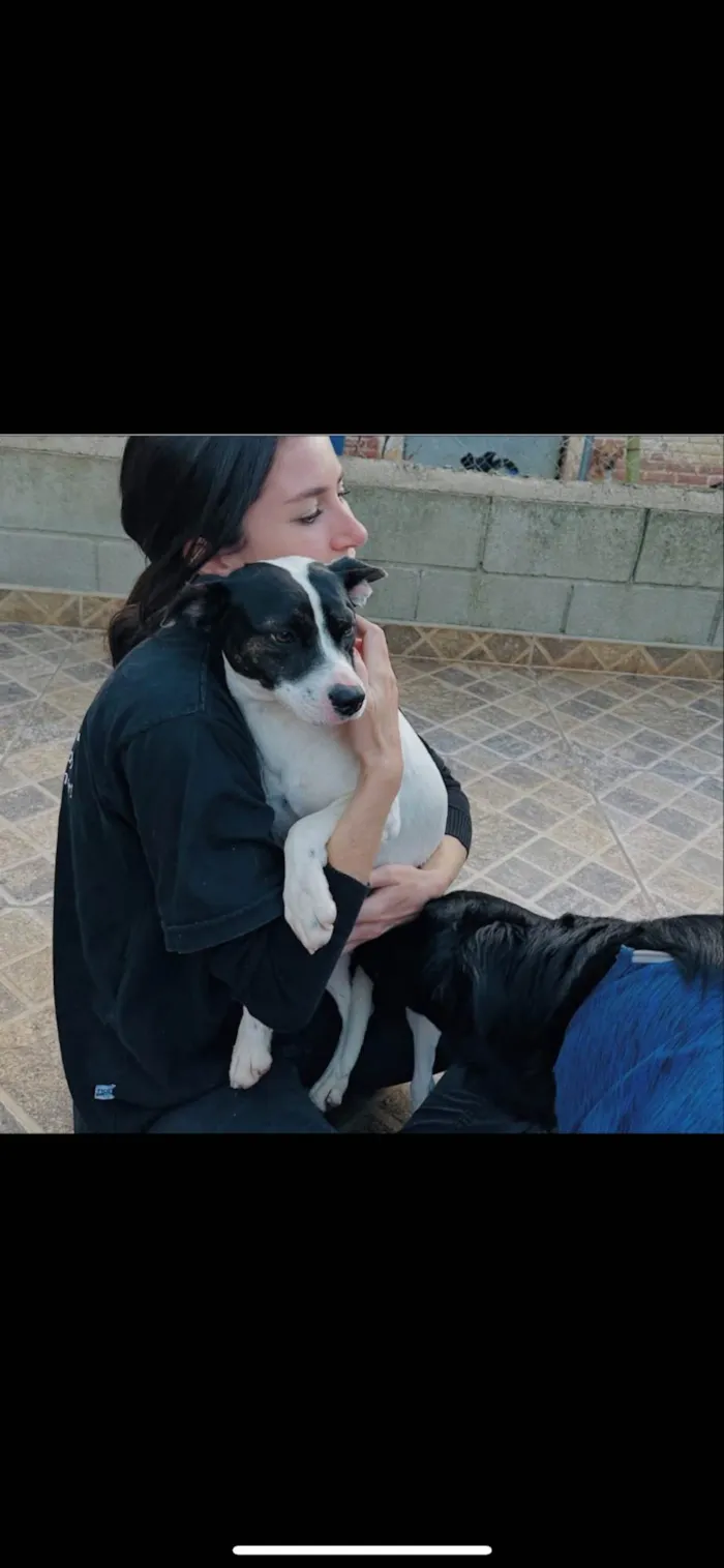 Cachorro ra a SRD-ViraLata idade 7 a 11 meses nome Milo