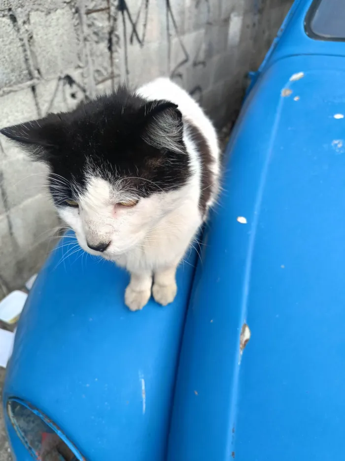 Gato ra a SRD-ViraLata idade 1 ano nome Frajola