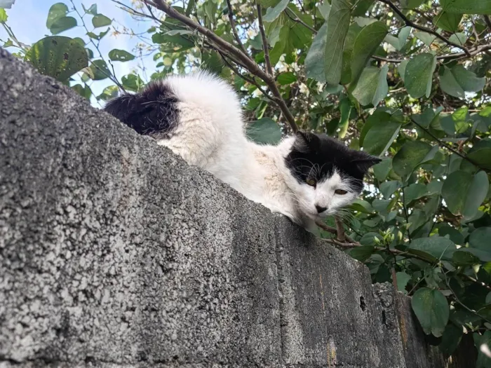 Gato ra a SRD-ViraLata idade 1 ano nome Frajola