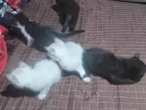 Gato raça SRD-ViraLata idade 2 a 6 meses nome Nao tem nome 