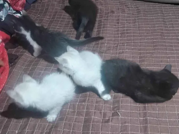 Gato ra a SRD-ViraLata idade 2 a 6 meses nome Nao tem nome 