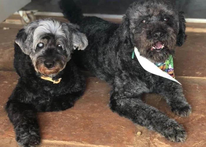 Cachorro ra a SRD-ViraLata idade 6 ou mais anos nome Nego e Donzela 