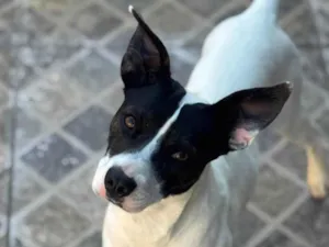 Cachorro raça SRD-ViraLata idade 7 a 11 meses nome Milo