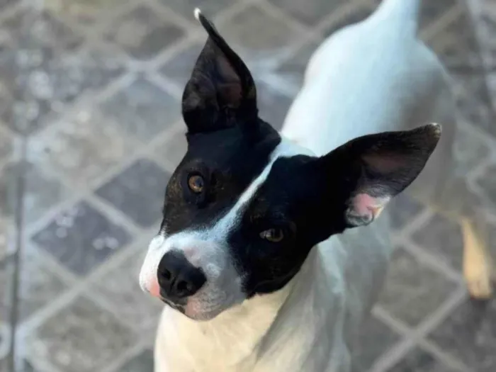 Cachorro ra a SRD-ViraLata idade 7 a 11 meses nome Milo