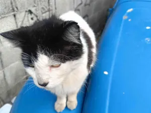 Gato raça SRD-ViraLata idade 1 ano nome Frajola
