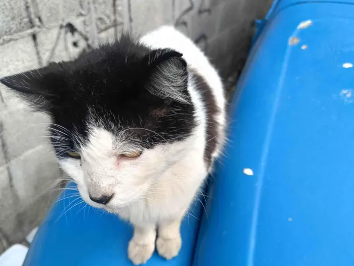 Gato ra a SRD-ViraLata idade 1 ano nome Frajola