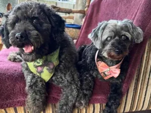 Cachorro raça SRD-ViraLata idade 6 ou mais anos nome Nego e Donzela 