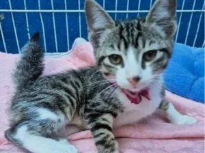 Gato raça SRD-ViraLata idade 2 a 6 meses nome LENA TIGRADA