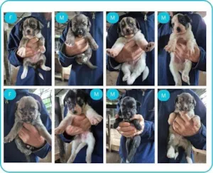 Cachorro raça SRD-ViraLata idade Abaixo de 2 meses nome  Cachorrinhos 