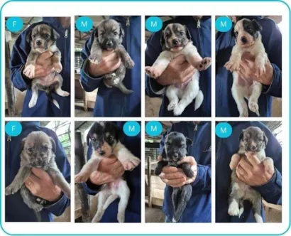 Cachorro raça SRD-ViraLata idade Abaixo de 2 meses nome  Cachorrinhos 
