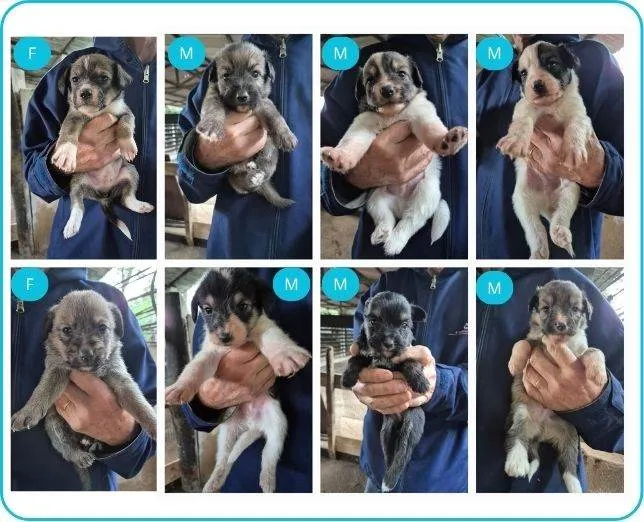 Cachorro ra a SRD-ViraLata idade Abaixo de 2 meses nome  Cachorrinhos 