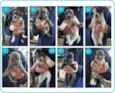 Cachorrinhos