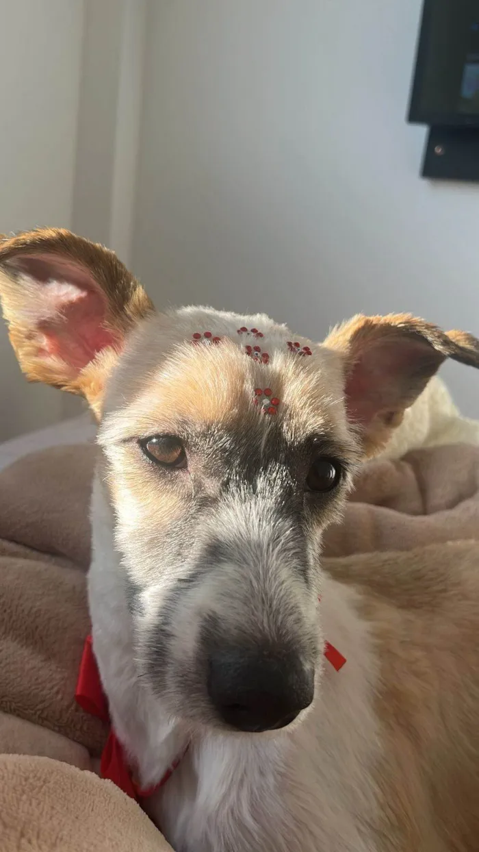 Cachorro ra a SRD-ViraLata idade 2 a 6 meses nome Falar com Nathasha - Whats 11 95341-2039
