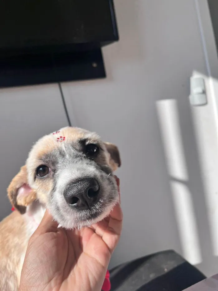 Cachorro ra a SRD-ViraLata idade 2 a 6 meses nome Falar com Nathasha - Whats 11 95341-2039