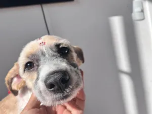 Cachorro raça SRD-ViraLata idade 2 a 6 meses nome Falar com Nathasha - Whats 11 95341-2039