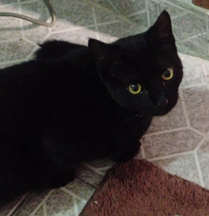 Gato ra a SRD-ViraLata idade 2 a 6 meses nome Falar com Fabiana - Whats 11 97703-1136