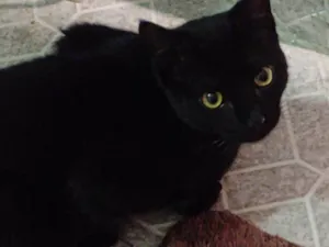 Gato raça SRD-ViraLata idade 2 a 6 meses nome Falar com Fabiana - Whats 11 97703-1136