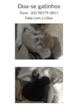 4 Filhotes sem nome