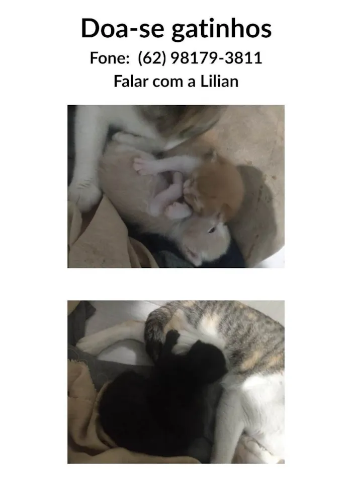 Gato ra a SRD-ViraLata idade Abaixo de 2 meses nome 4 Filhotes sem nome