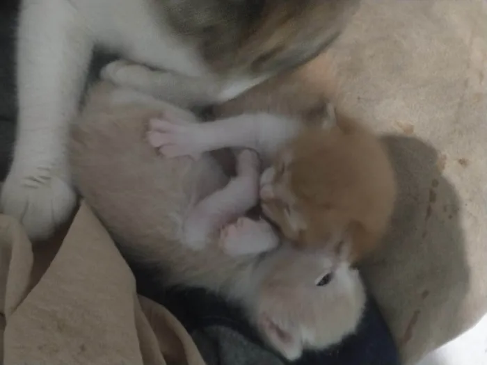 Gato ra a SRD-ViraLata idade Abaixo de 2 meses nome 4 Filhotes sem nome