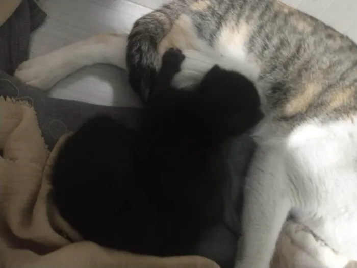 Gato ra a SRD-ViraLata idade Abaixo de 2 meses nome 4 Filhotes sem nome