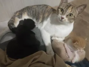 Gato raça SRD-ViraLata idade Abaixo de 2 meses nome 4 Filhotes sem nome