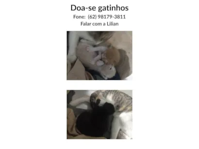 Gato raça SRD-ViraLata idade Abaixo de 2 meses nome 4 Filhotes sem nome