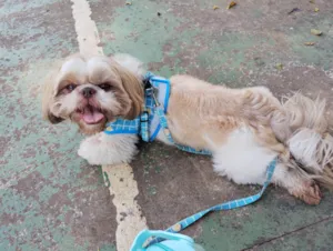 Cachorro raça Shitzu idade 3 anos nome Goku