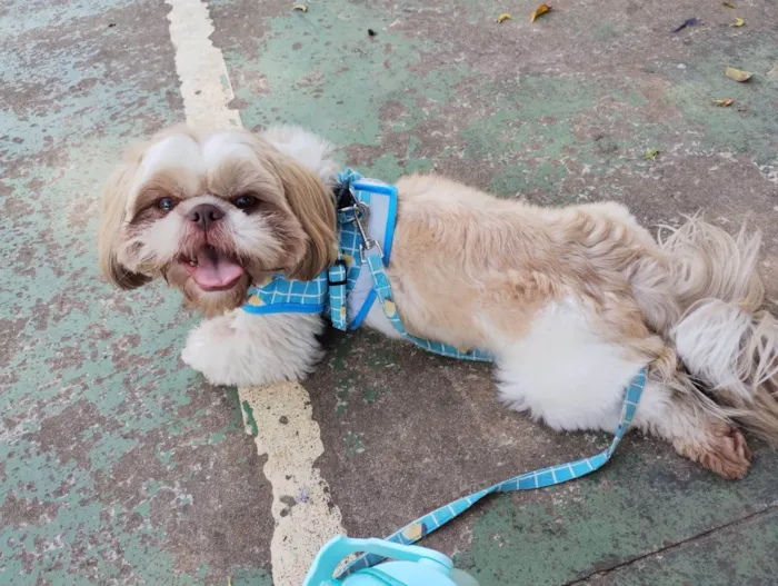 Cachorro ra a Shitzu idade 3 anos nome Goku