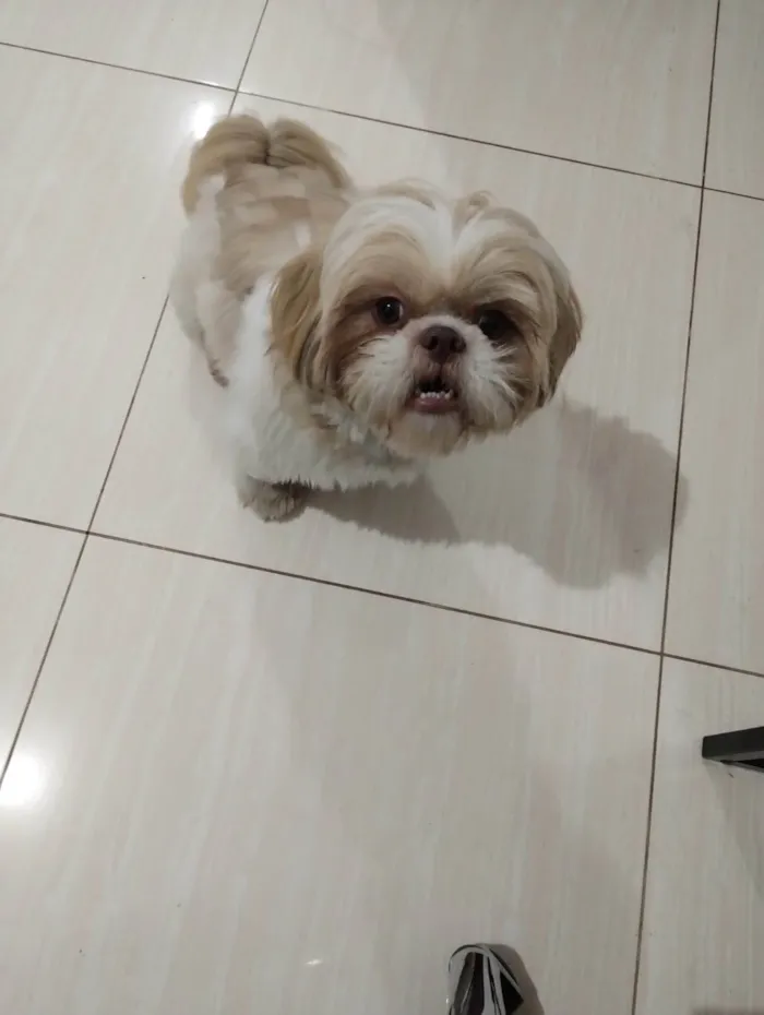 Cachorro ra a Shitzu idade 3 anos nome Goku