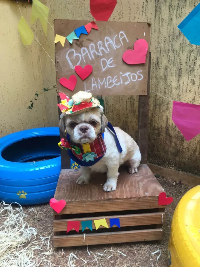 Cachorro ra a Shitzu idade 3 anos nome Goku