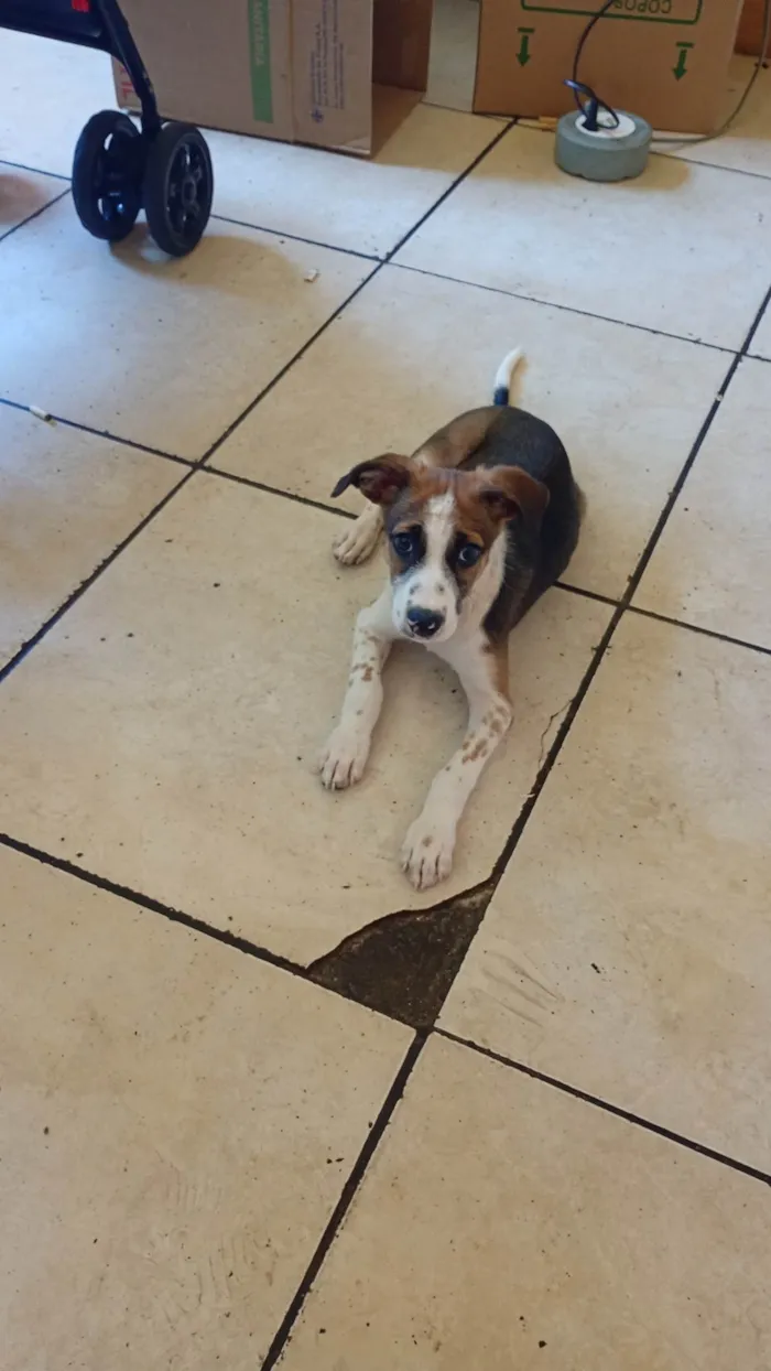 Cachorro ra a SRD-ViraLata idade 2 a 6 meses nome Lupe 