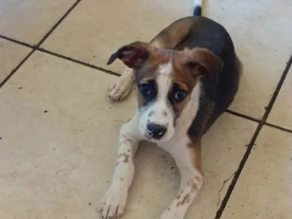 Cachorro raça SRD-ViraLata idade 2 a 6 meses nome Lupe 