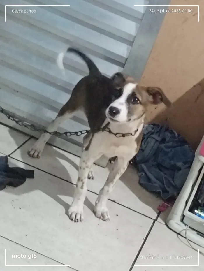 Cachorro ra a SRD-ViraLata idade 2 a 6 meses nome Lupe 