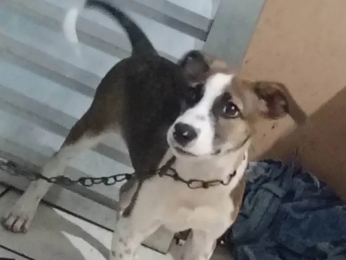 Cachorro ra a SRD-ViraLata idade 2 a 6 meses nome Lupe 