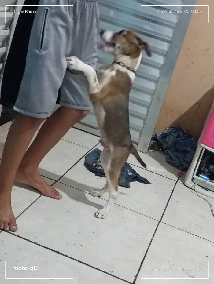 Cachorro ra a SRD-ViraLata idade 2 a 6 meses nome Lupe 