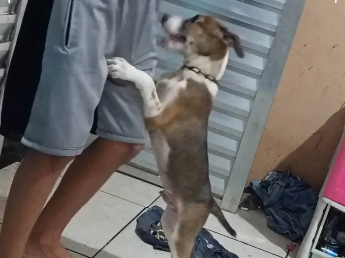 Cachorro ra a SRD-ViraLata idade 2 a 6 meses nome Lupe 