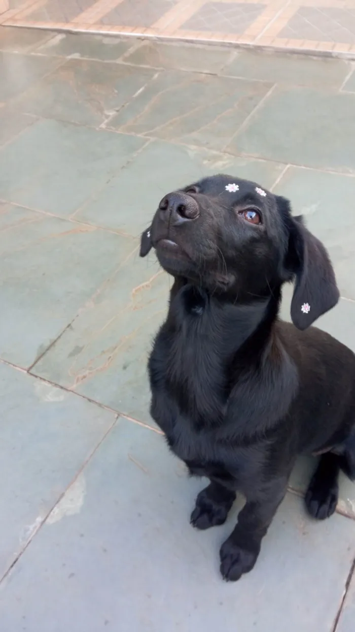 Cachorro ra a SRD-ViraLata idade 2 a 6 meses nome Rubi