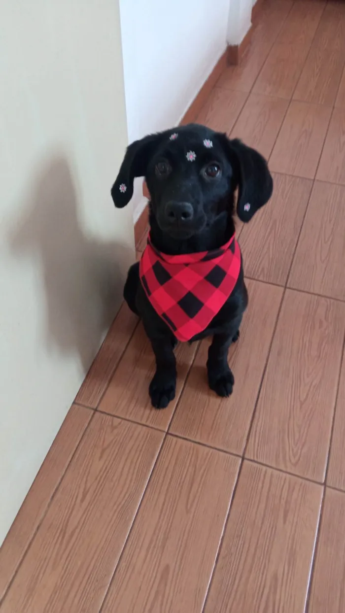 Cachorro ra a SRD-ViraLata idade 2 a 6 meses nome Rubi